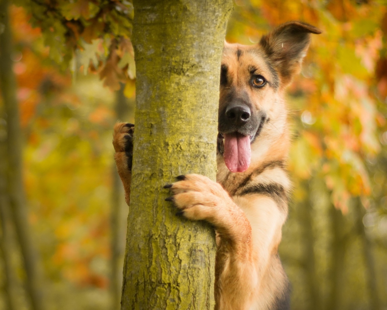 Овчарка с высунутым языком стоит у дерева