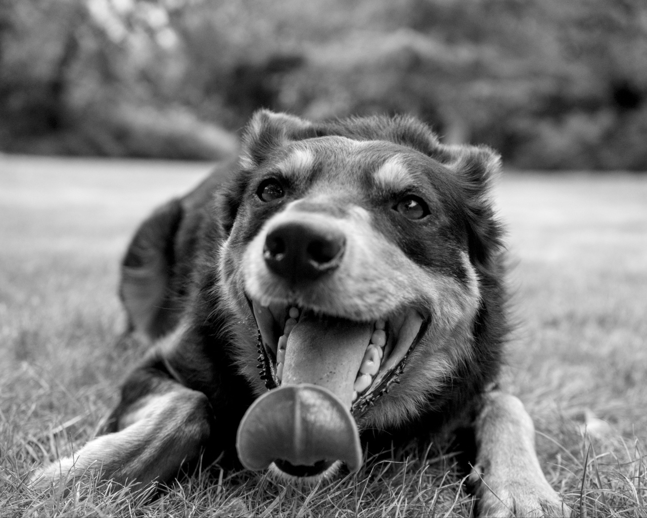 Австралийский келпи с высунутым языком на траве