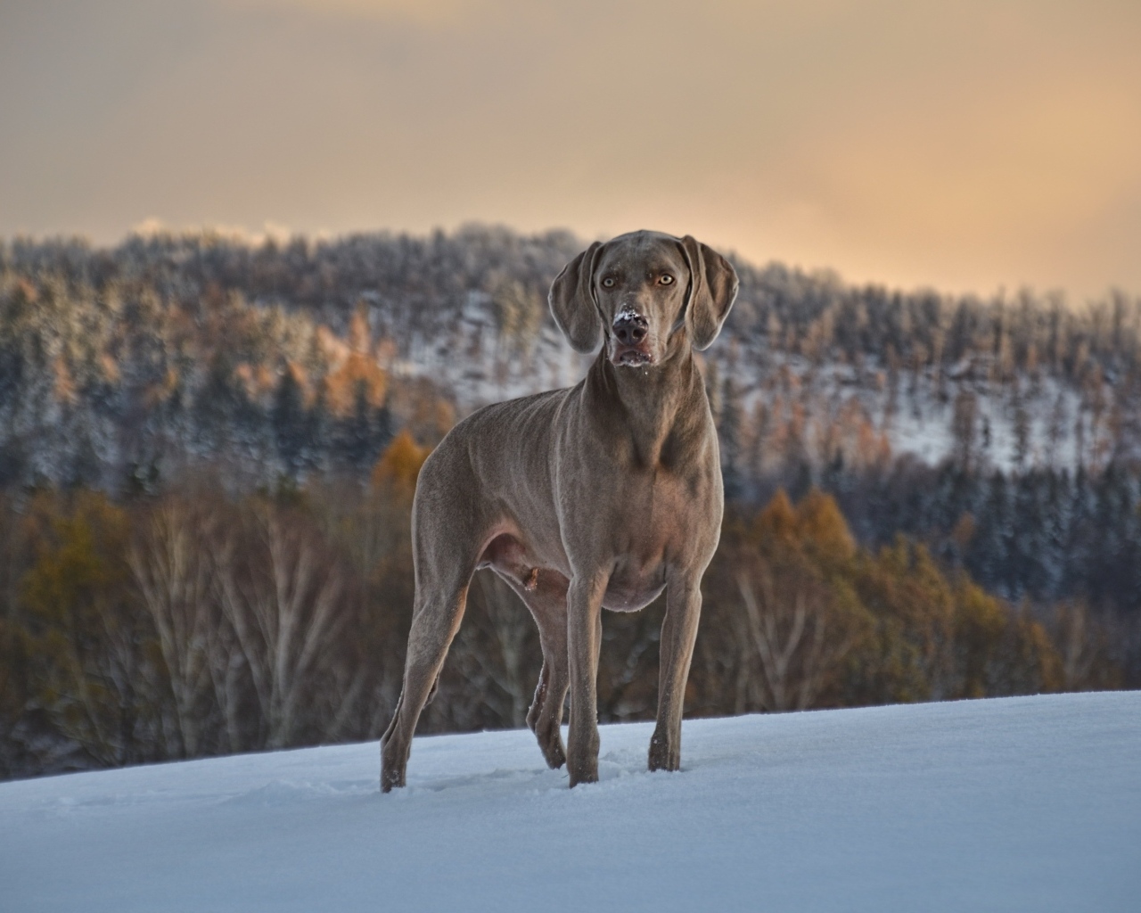 Красивый пес породы веймаранер на снегу