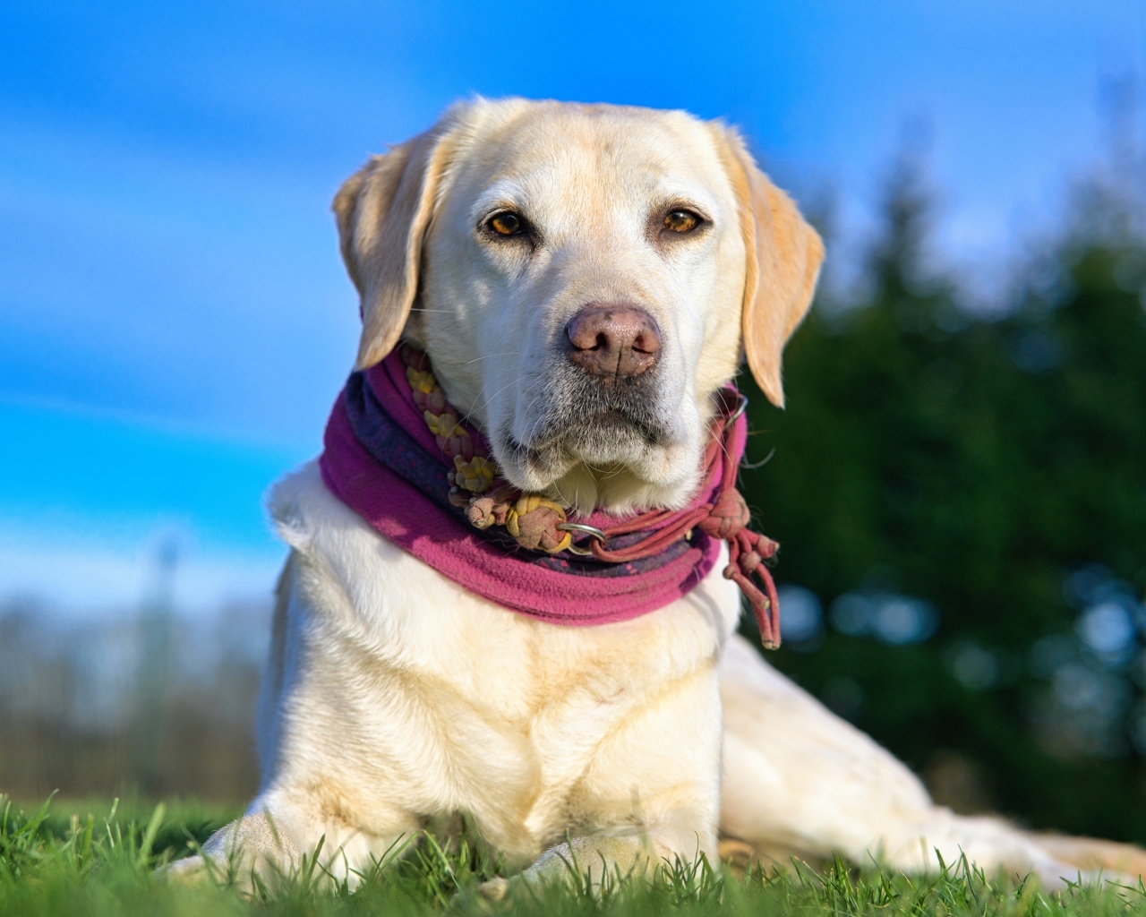 Красивый золотистый ретривер лежит на траве