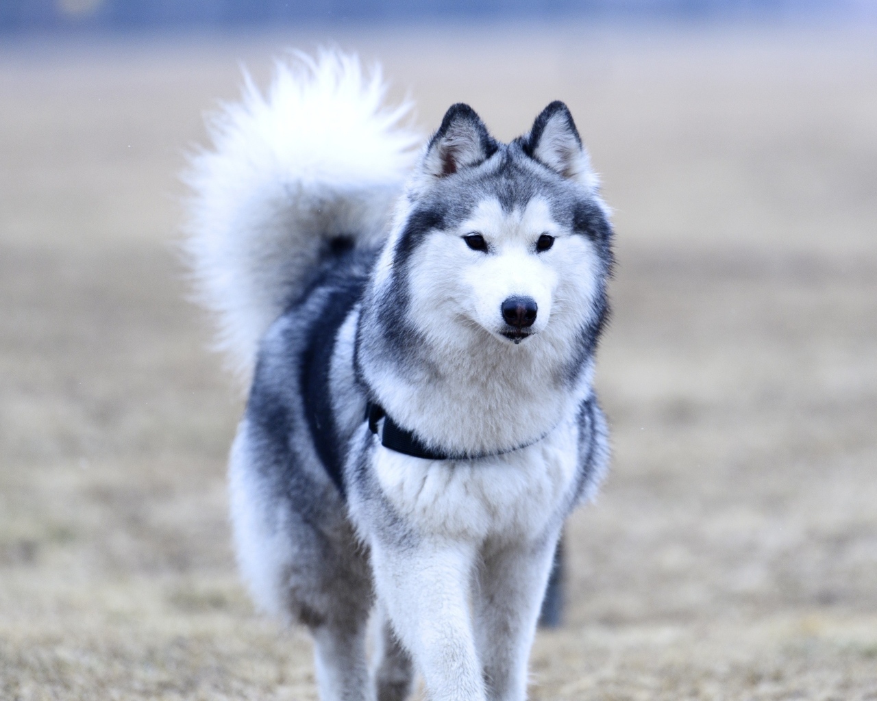 Красивая собака породы хаски