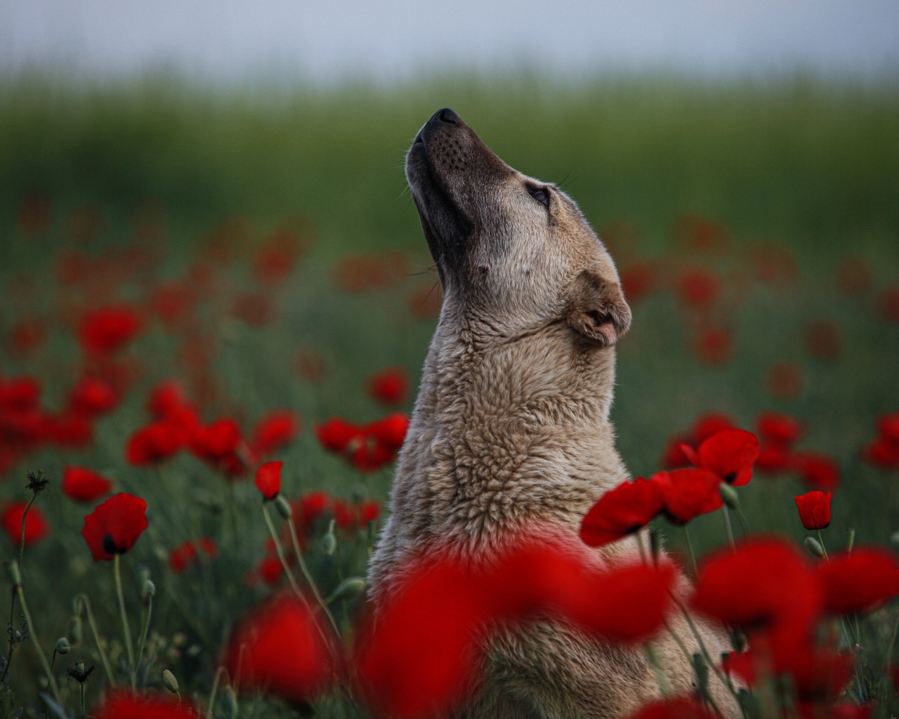 Большая собака сидит в цветах красного мака