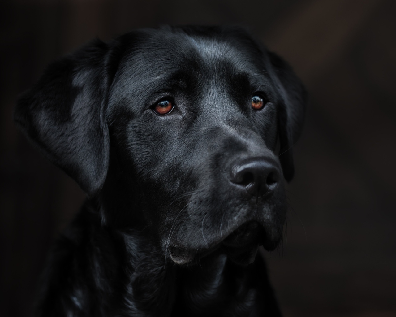 Большой грустный черный лабрадор