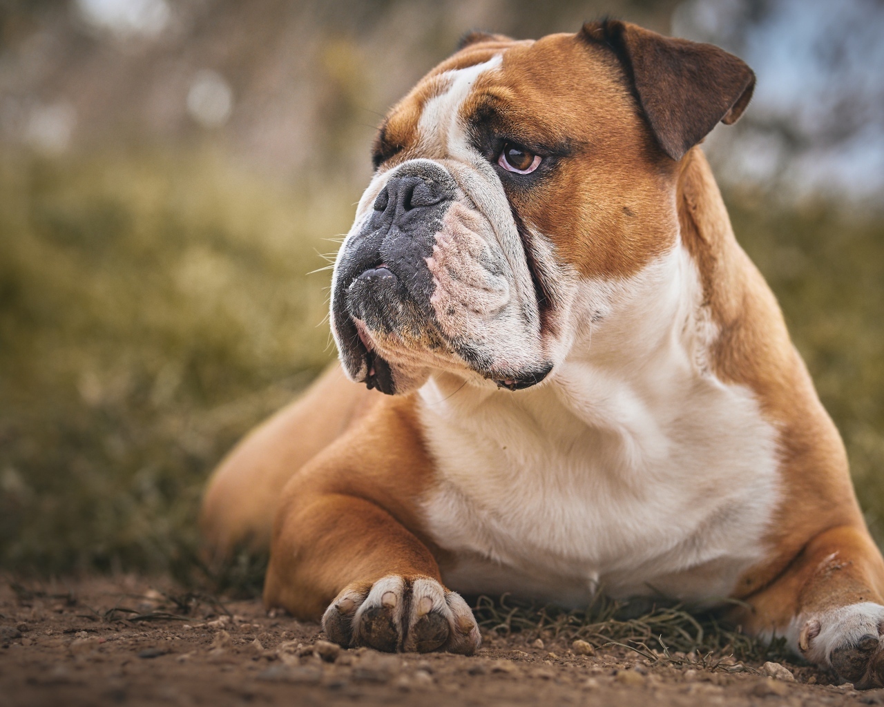 Большой серьезный бульдог лежит на земле