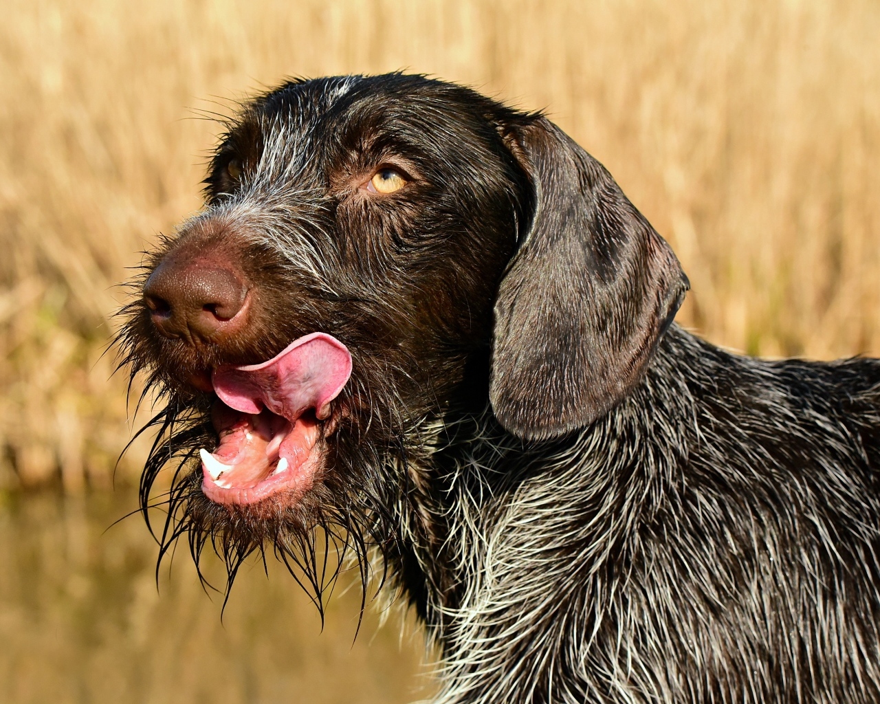 Черный пес породы Дратхаар с высунутым языком