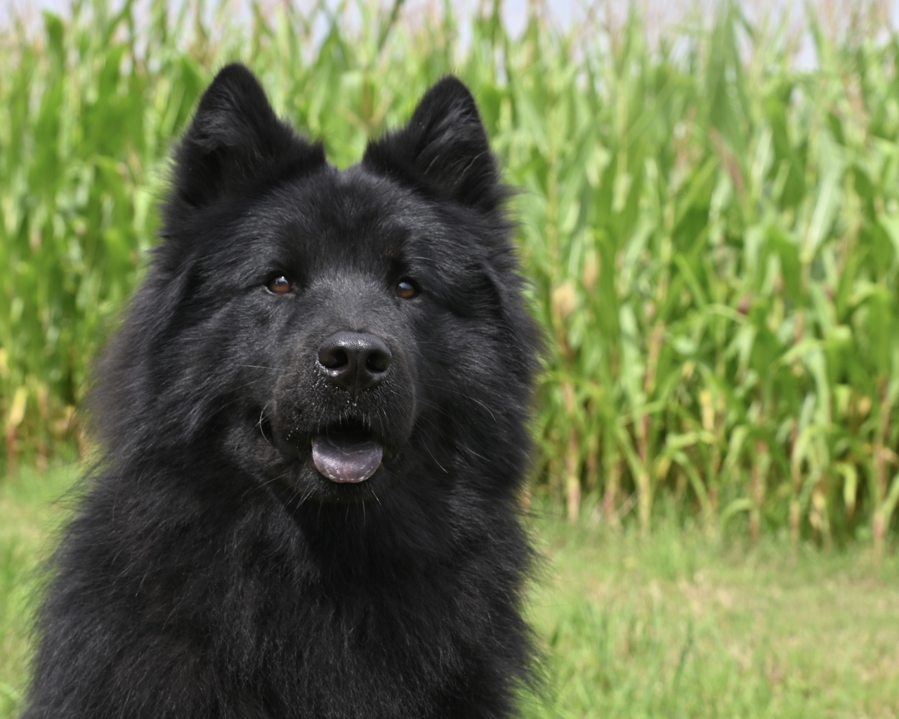 Черная евразийская собака сидит на траве