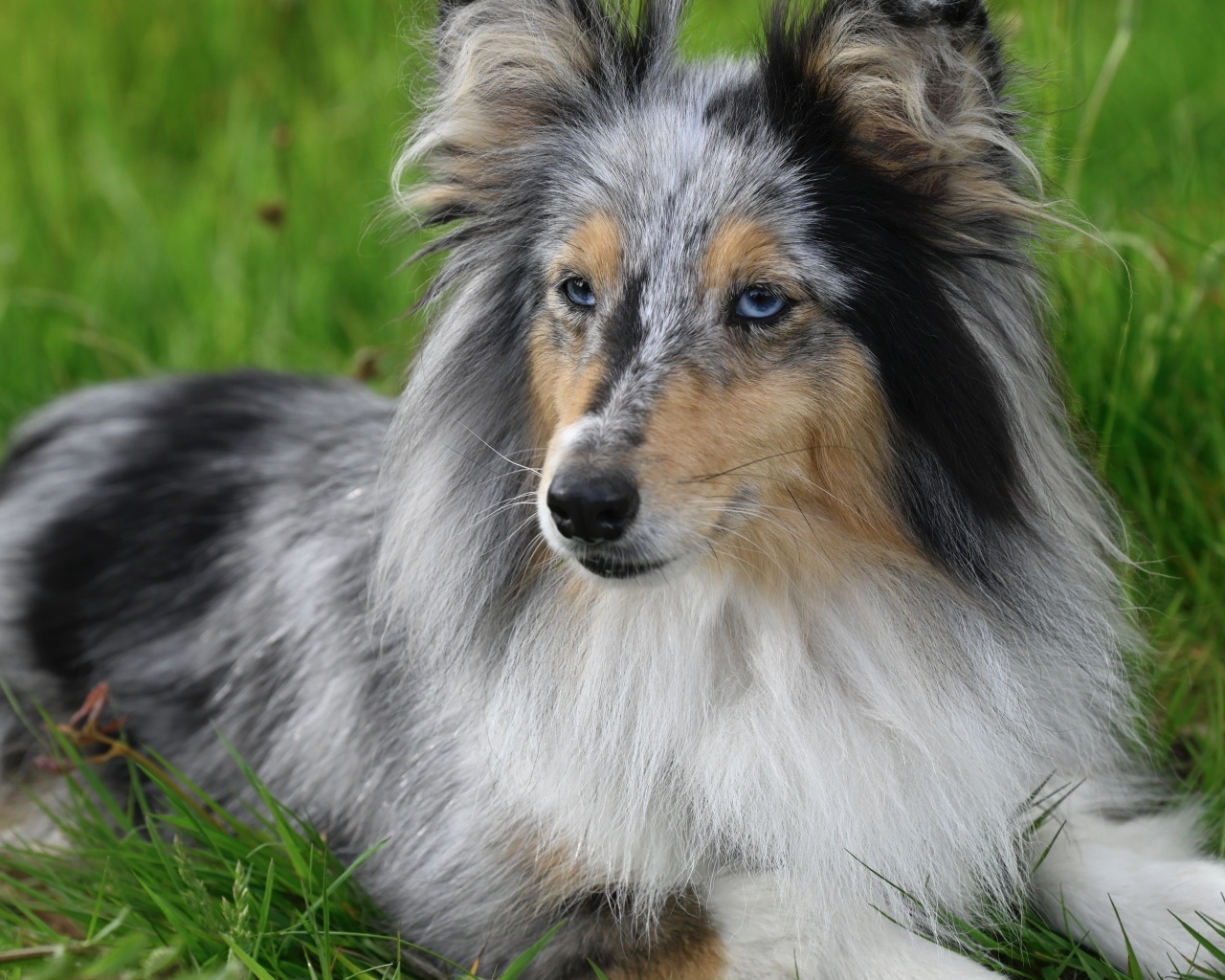 Голубоглазая шотландская овчарка лежит на траве
