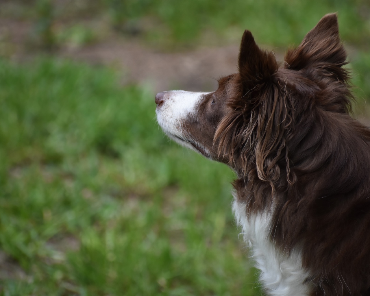 Бордер колли с грустным взглядом