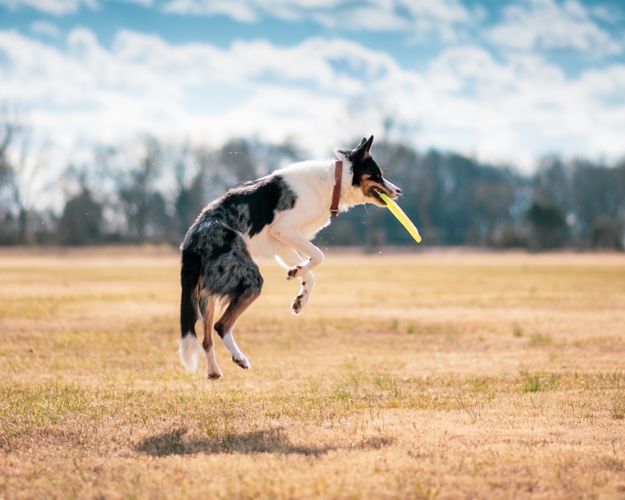 Собака породы бордер колли ловит тарелку