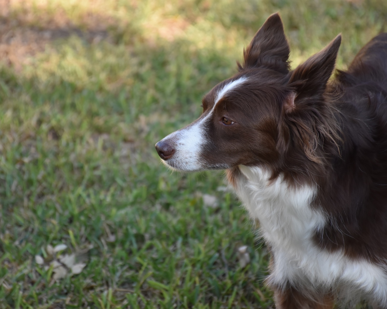 Собака породы бордер-колли- на прогулке
