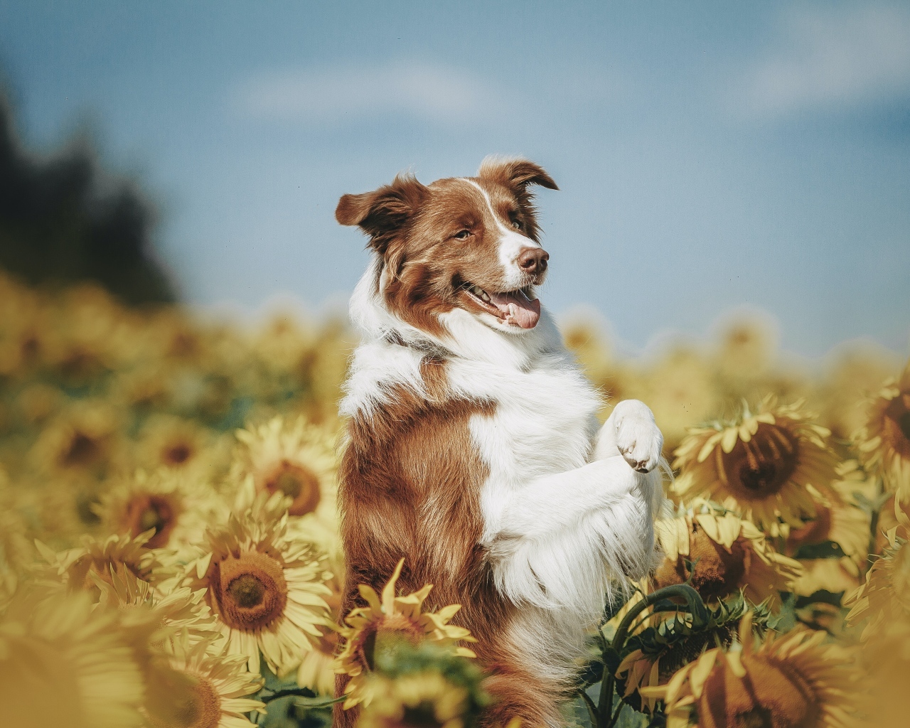 Собака породы бордер колли в подсолнухах