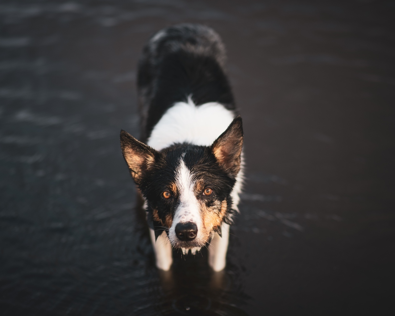 Собака породы бордер колли в воде