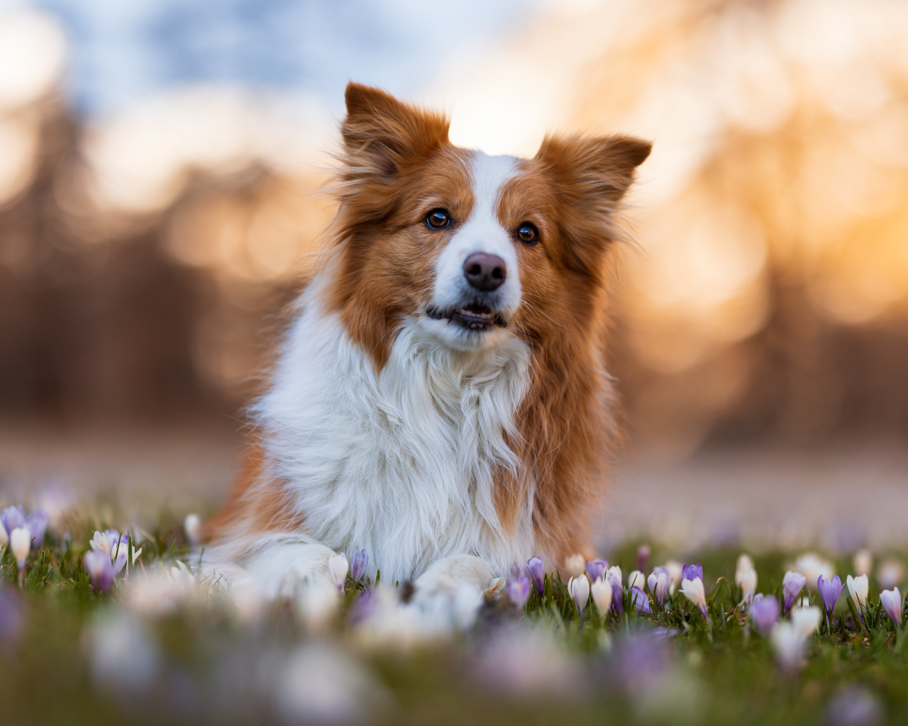 Собака бордер колли лежит в цветах