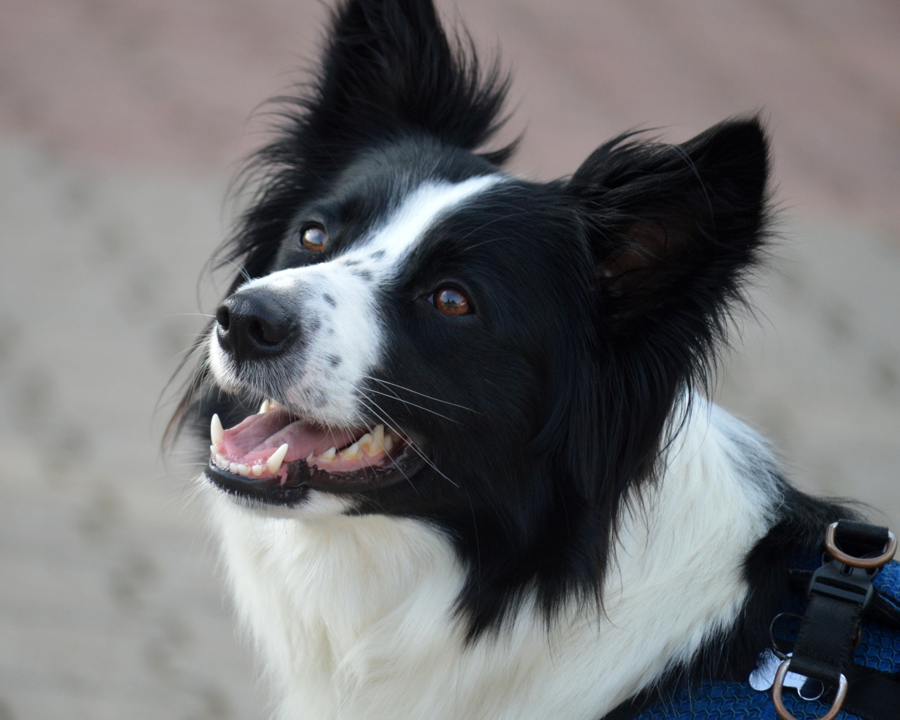 Собака породы бордер колли с открытой пастью