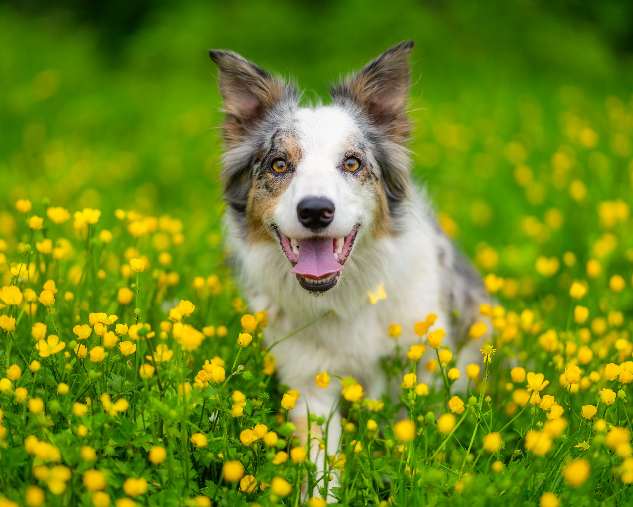 Бордер колли с высунутым языком сидит в траве