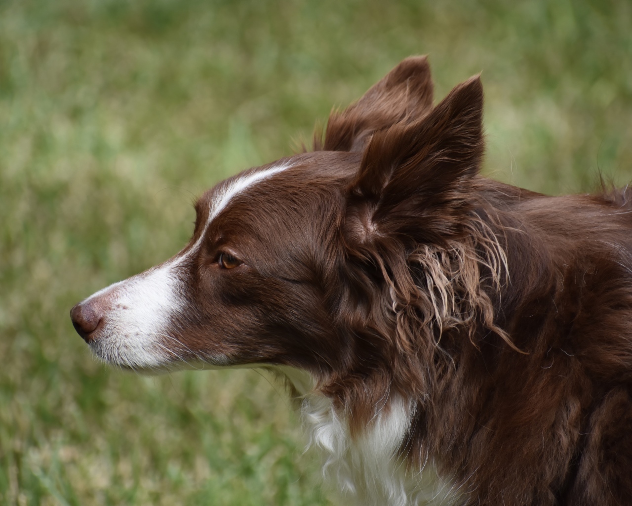 Коричневая собака бордер колли