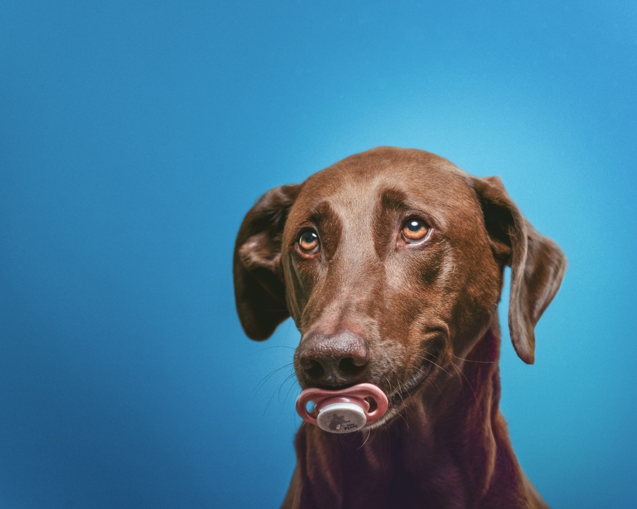 Коричневый лабрадор с соской в зубах
