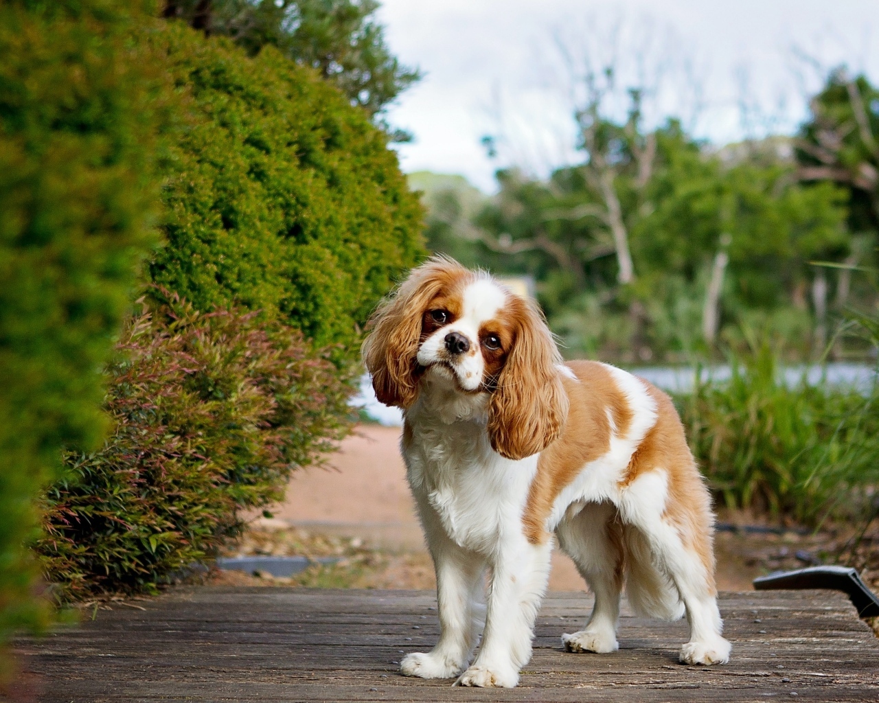 Чарльз кинг спаниель на прогулке