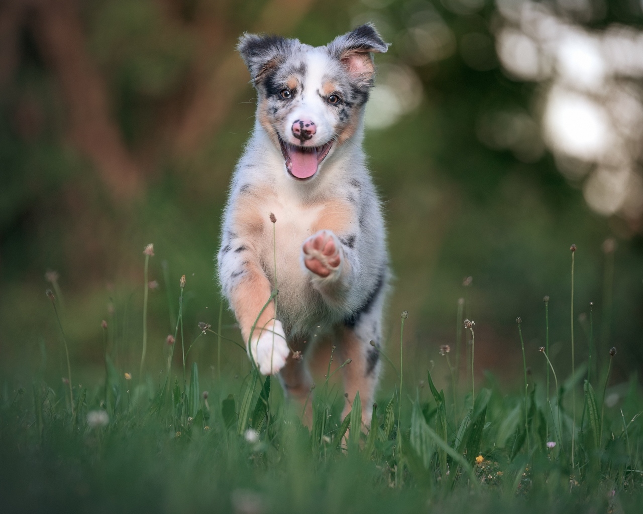 Веселый щенок австралийской овчарки бежит по траве