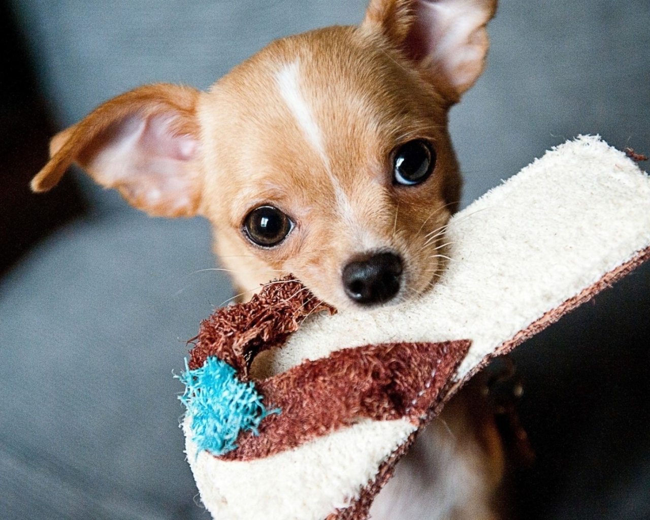 Собака породы чихуахуа с тапком в зубах