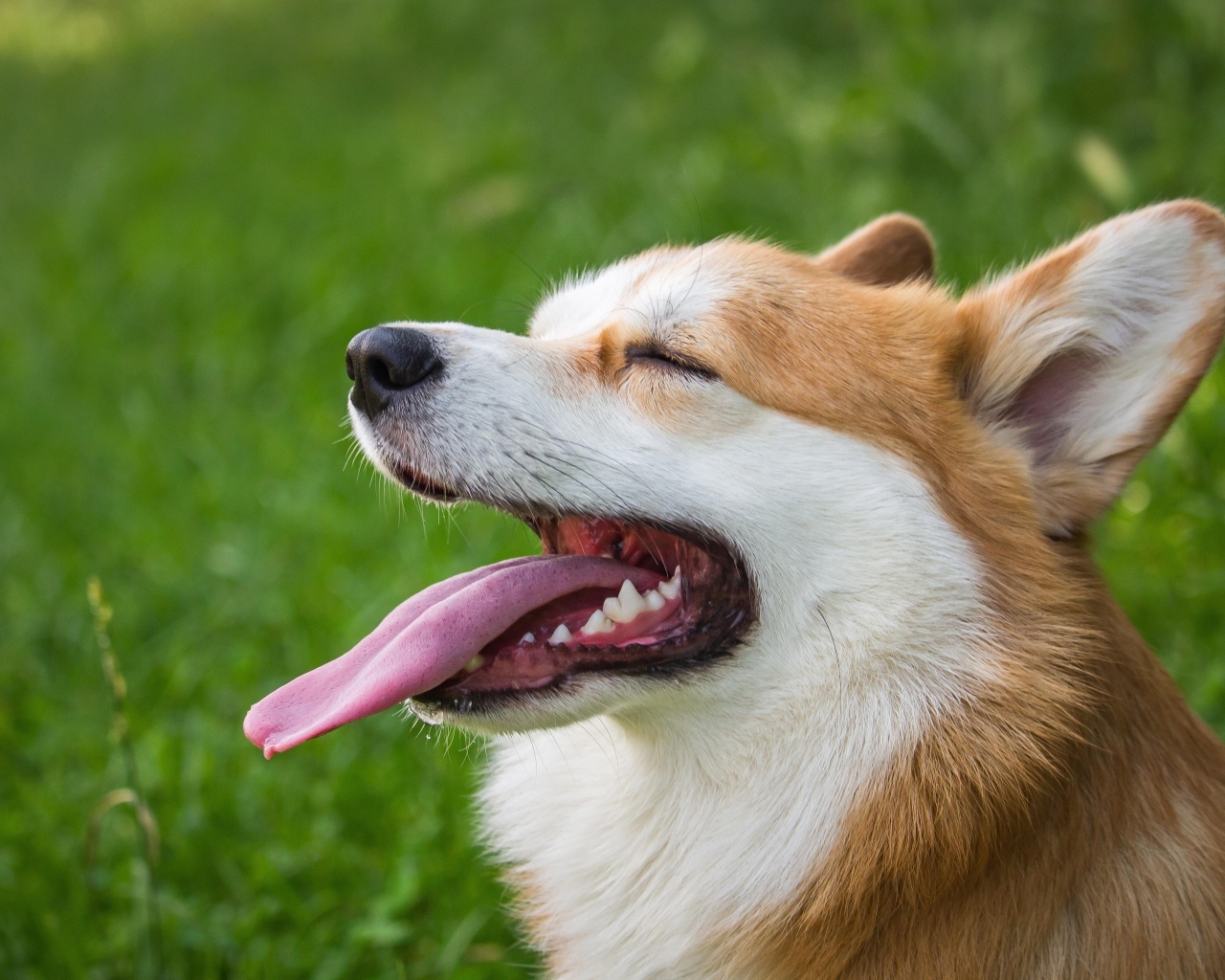 Корги с высунутым языком 