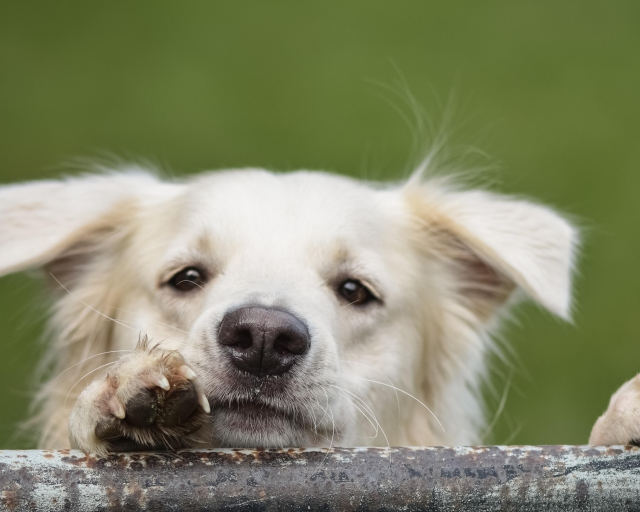 Любопытный белый пес 