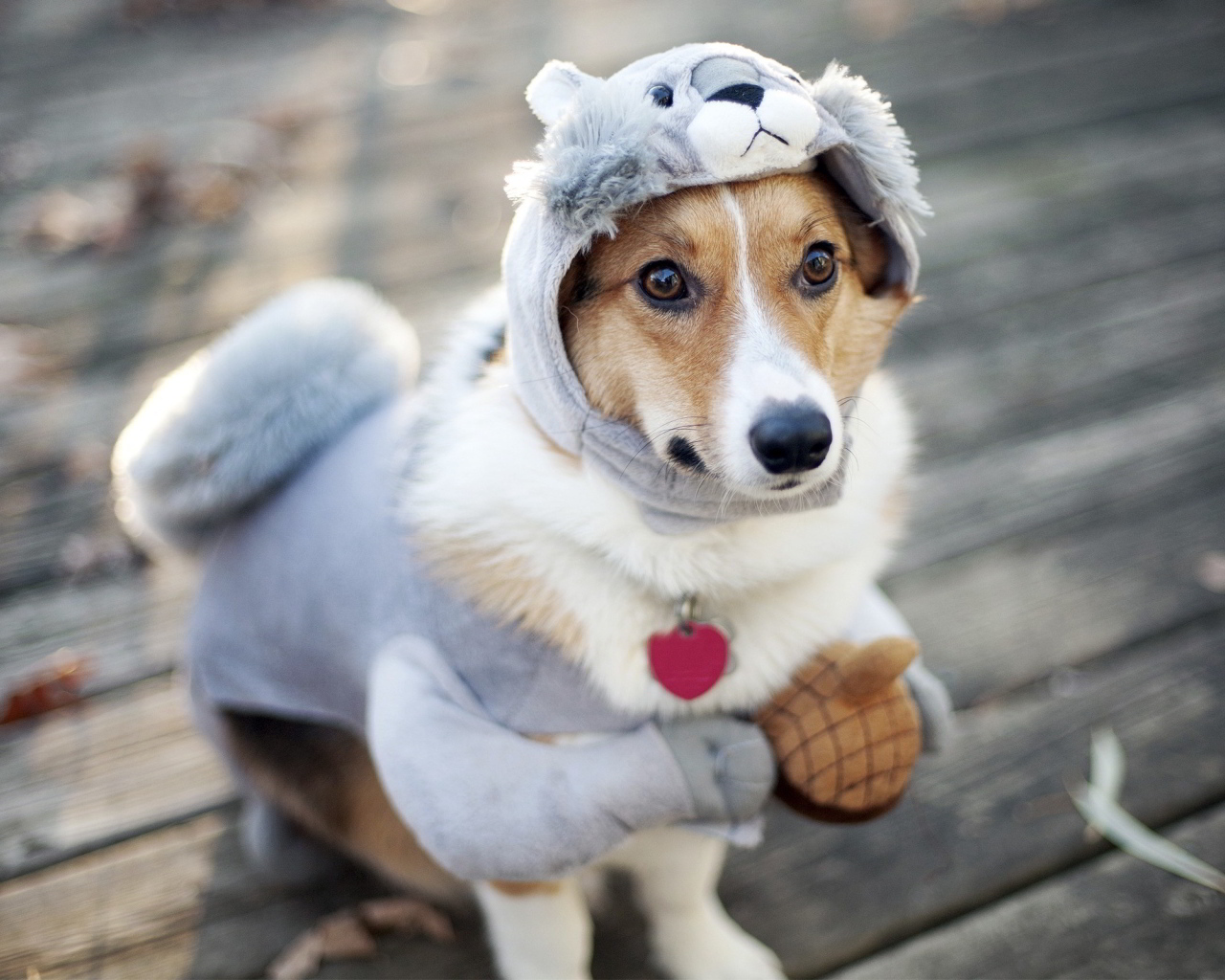 Милая собака в смешном костюме