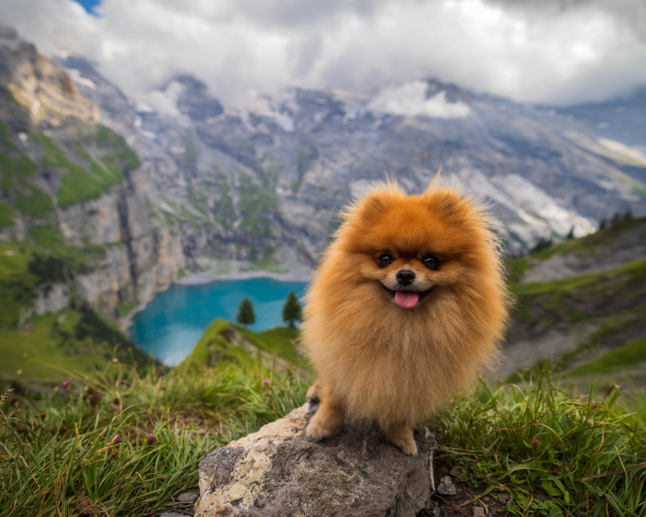 Милый шпиц стоит на камне