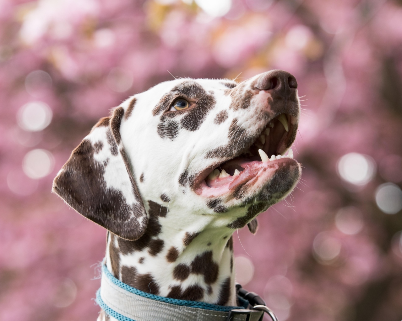 Морда далматина с открытым ртом