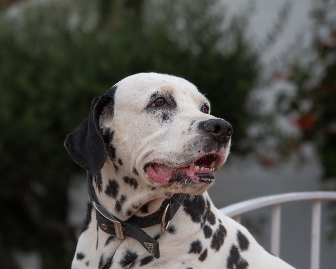 Далматин с открытой пастью 
