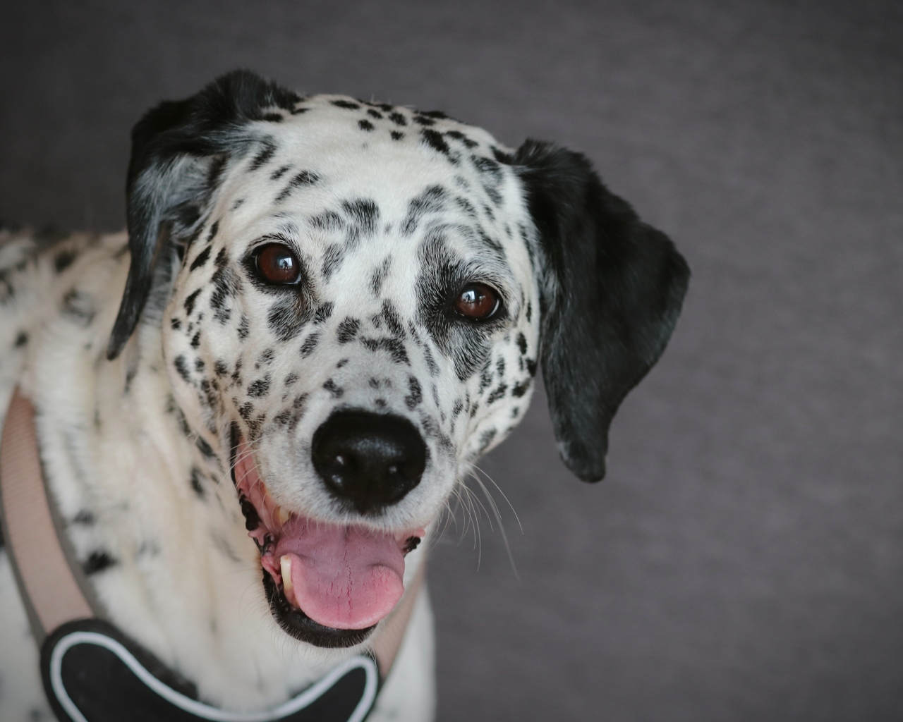 Далматин с открытой пастью на сером фоне