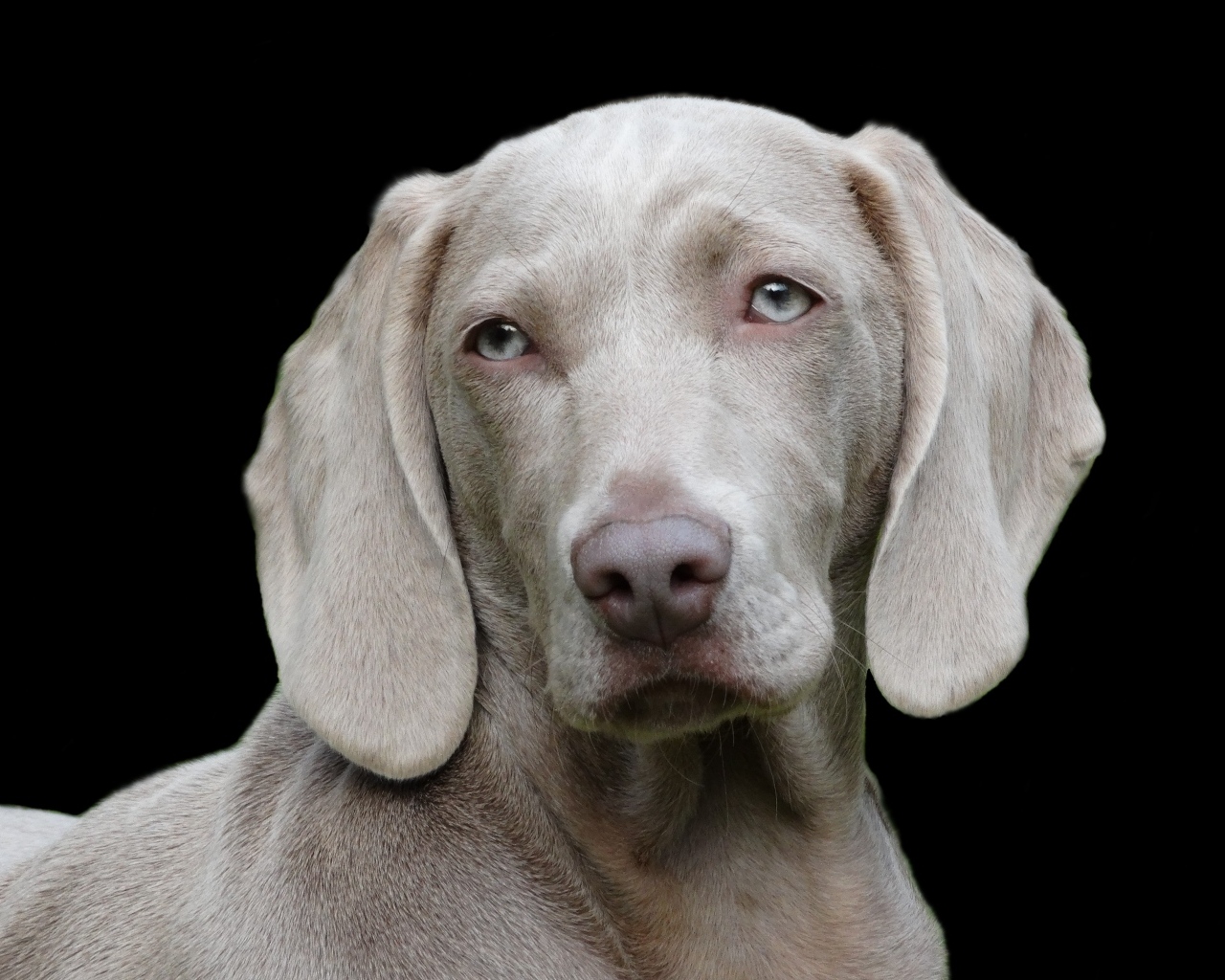 Пес породы веймаранер на черном фоне