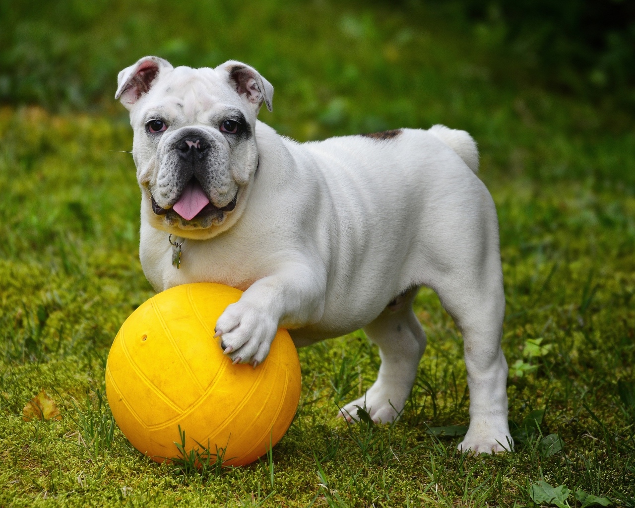 Английский бульдог играет с мячом