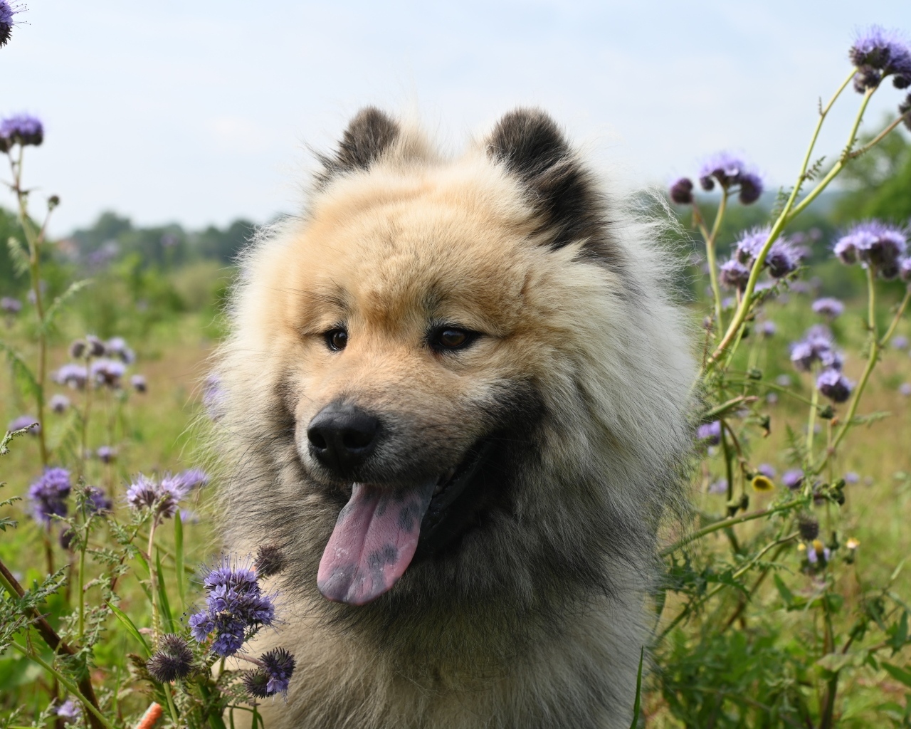 Щенок евразийской породы с высунутым языком