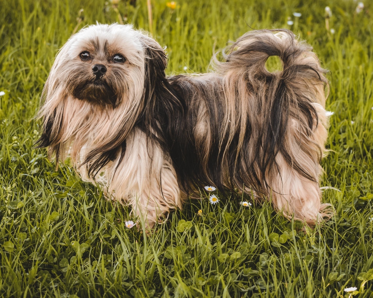 Пушистая русская  цветная болонка стоит на зеленой траве