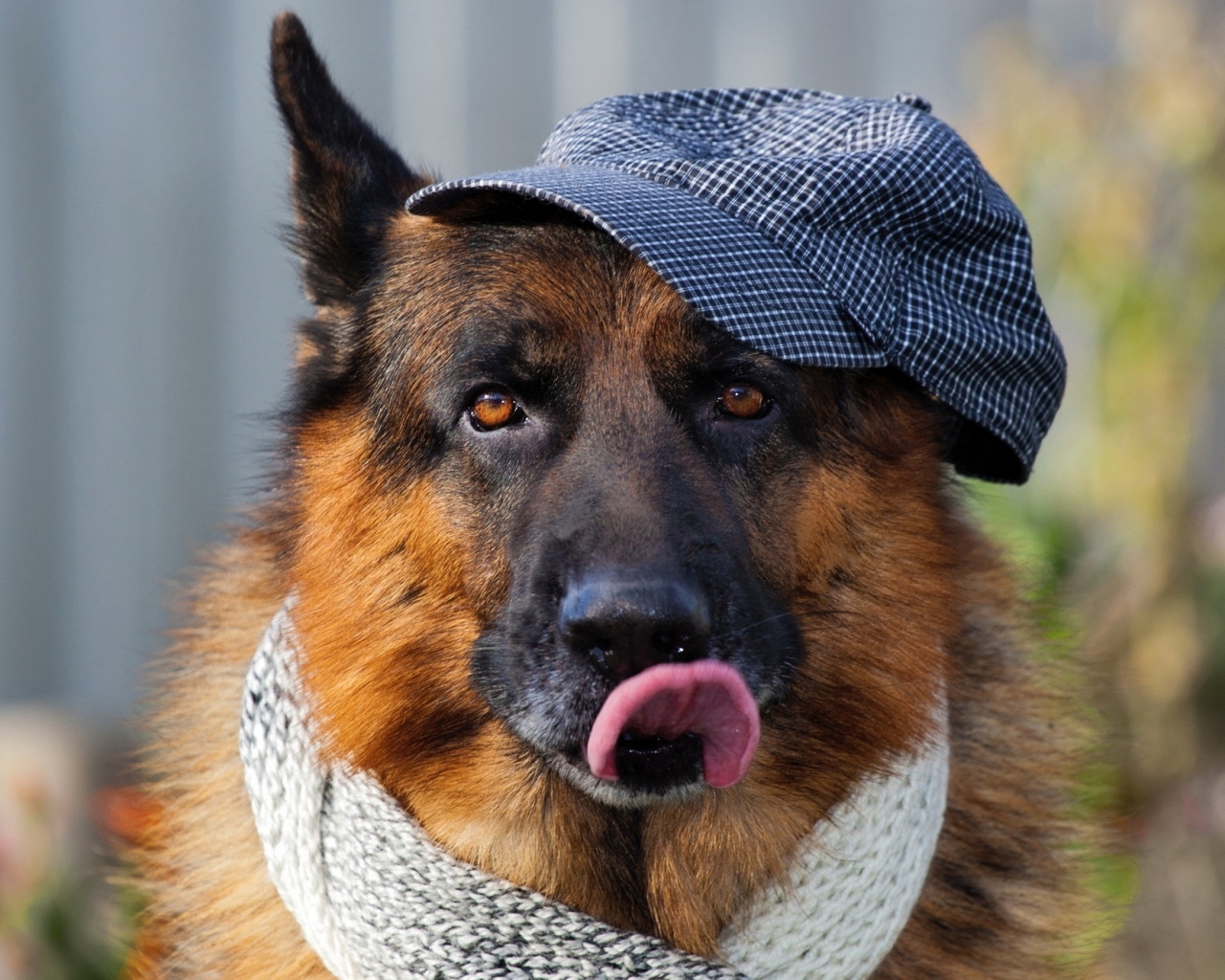 Немецкая овчарка в кепке и шарфе