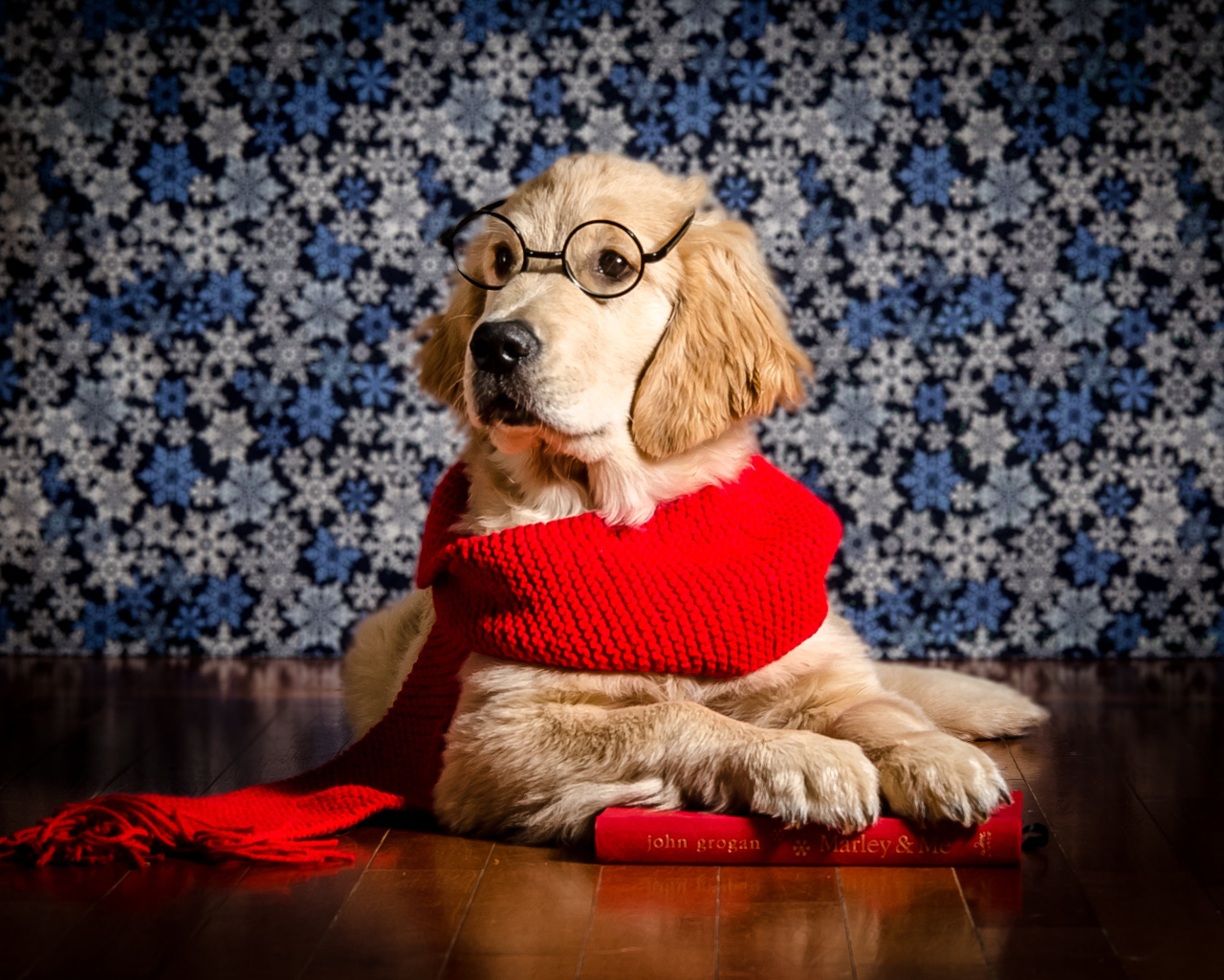 Золотистый ретривер в красном шарфе