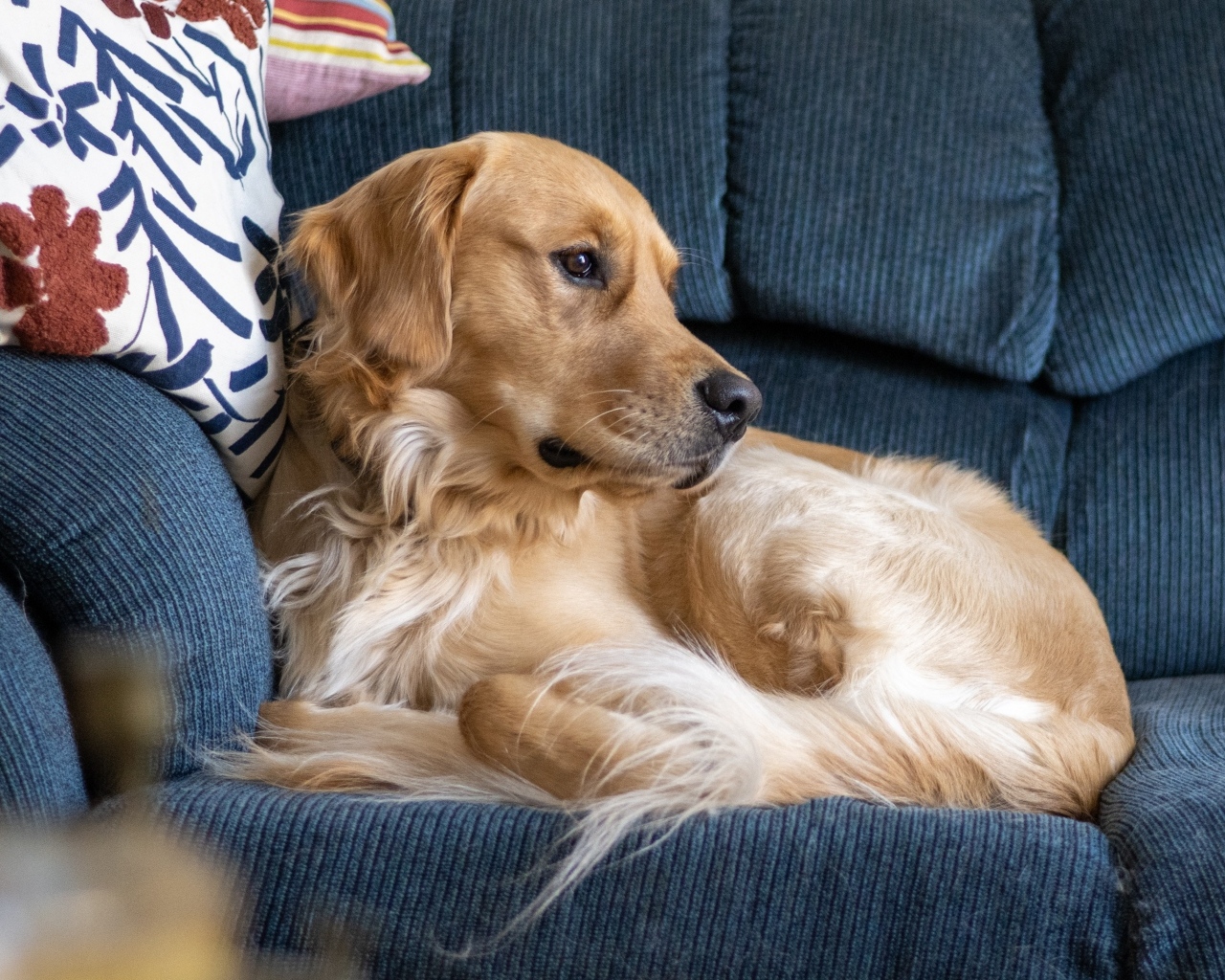 Золотистый ретривер лежит на диване