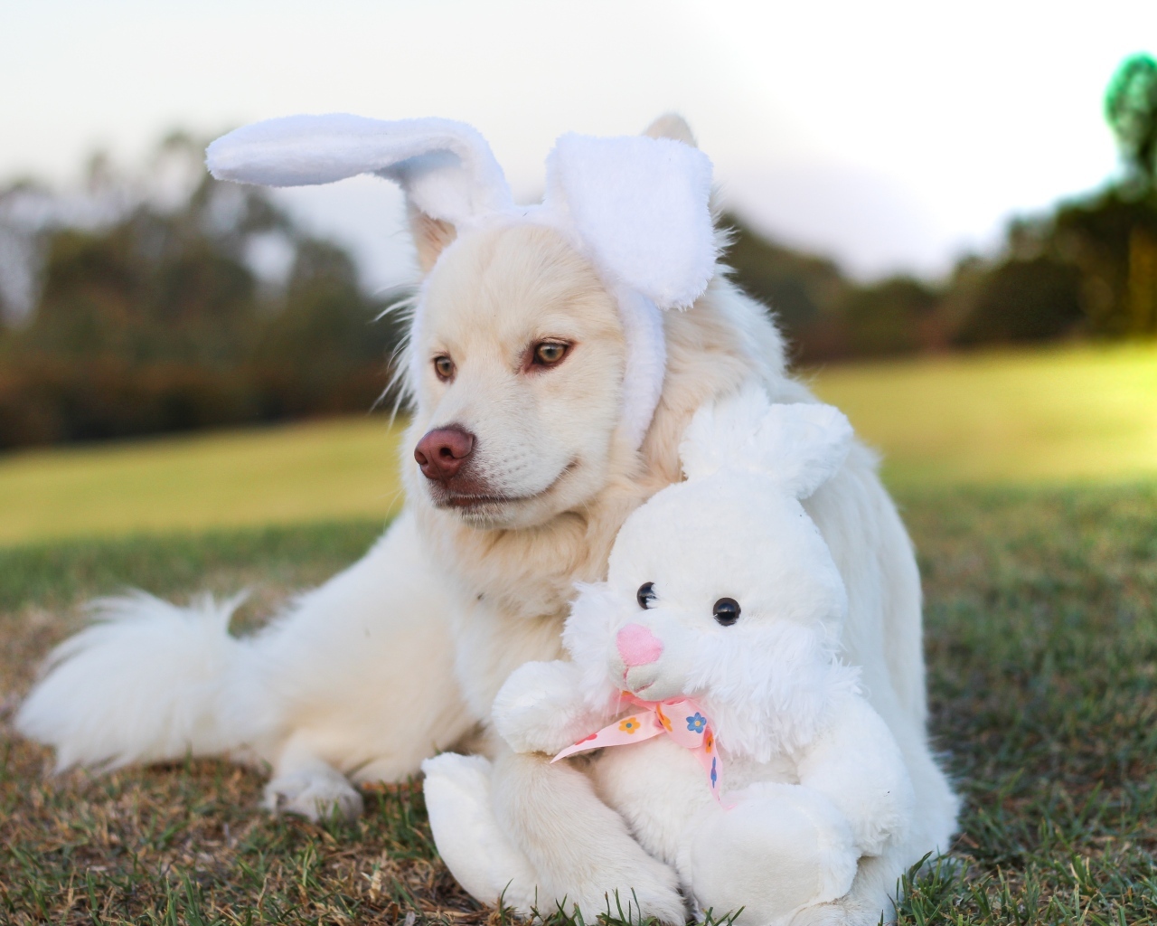 Золотистый ретривер с игрушечным зайцем