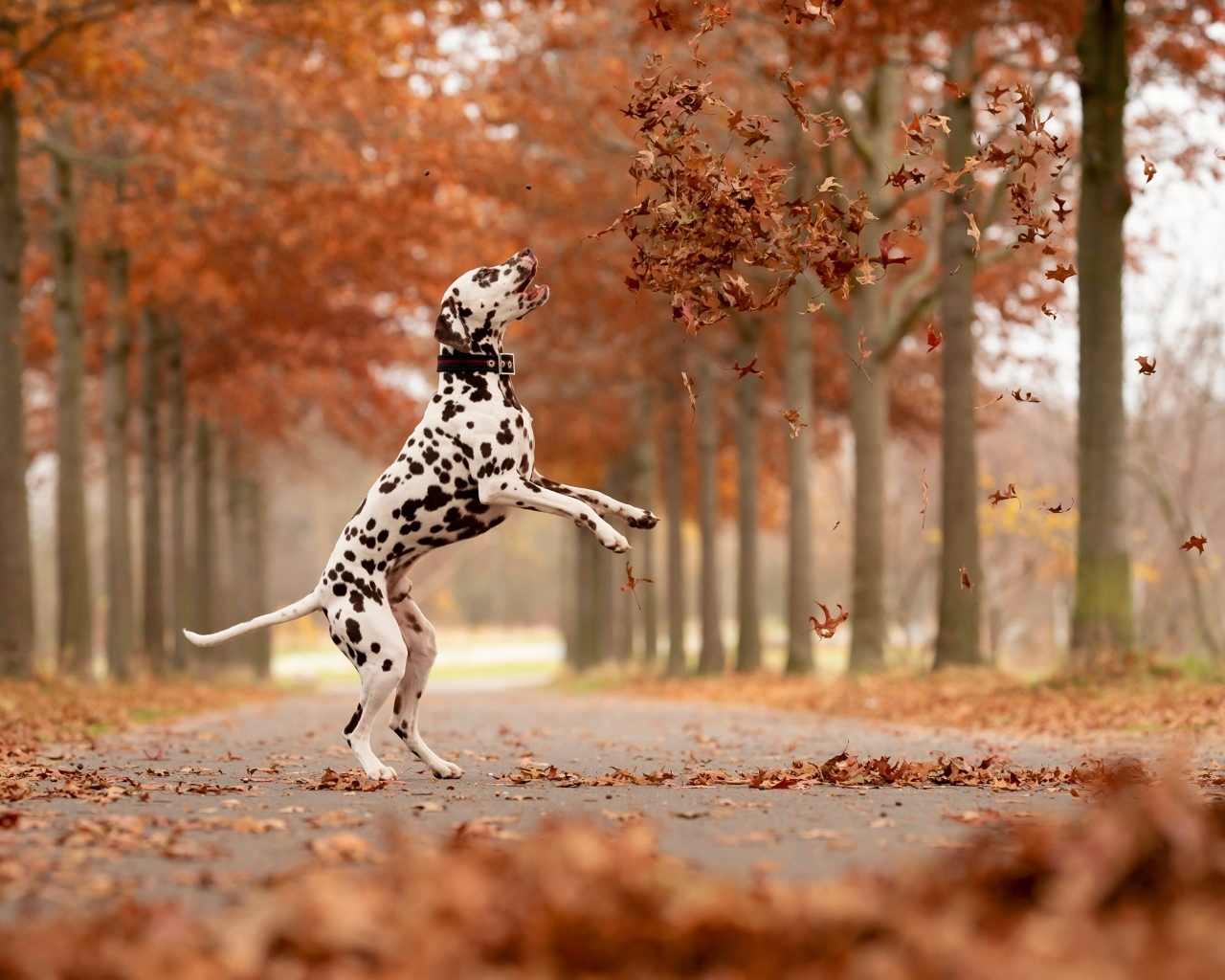 Большой далматинец ловит желтые листья