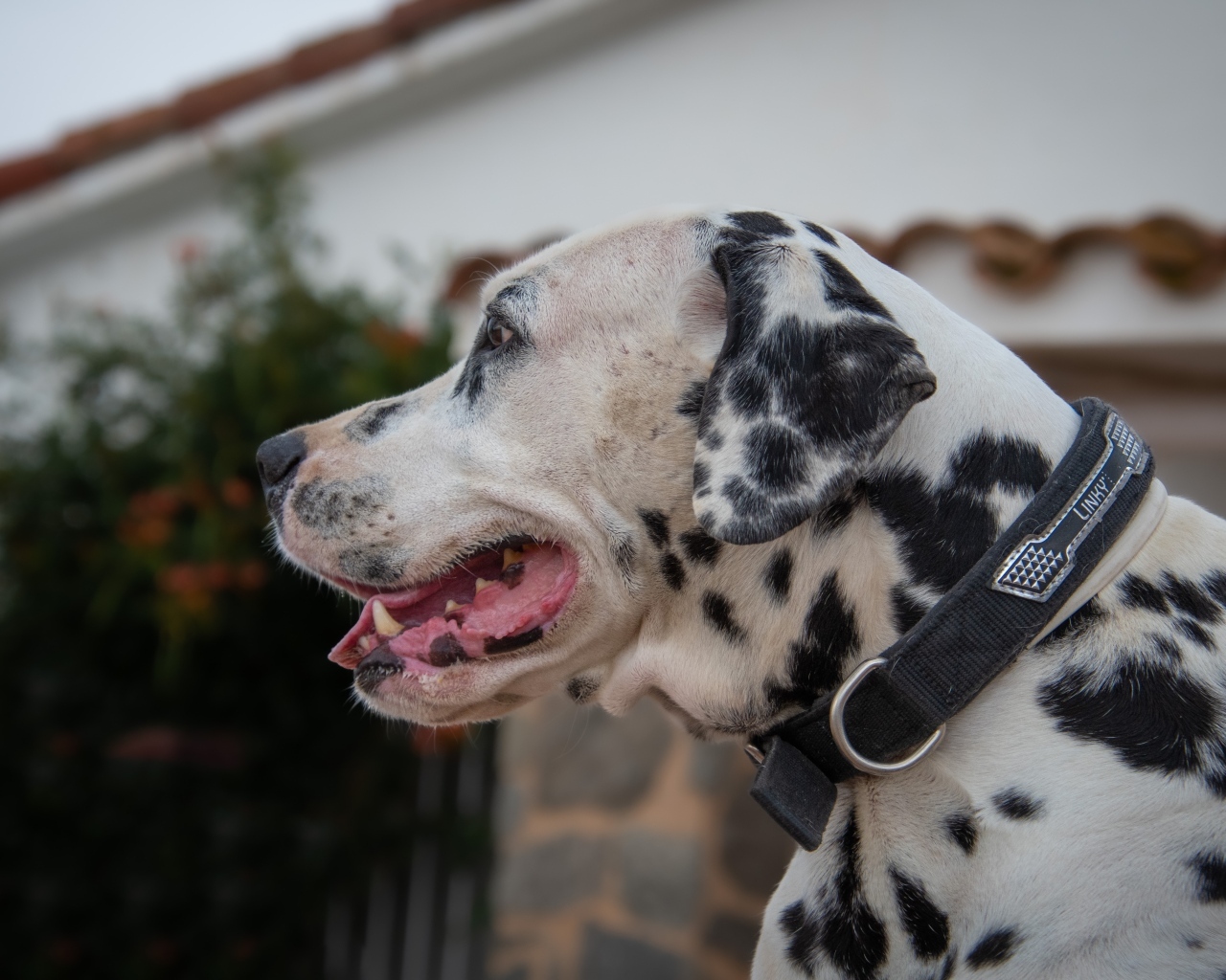 Большой пятнистый далматин в ошейнике