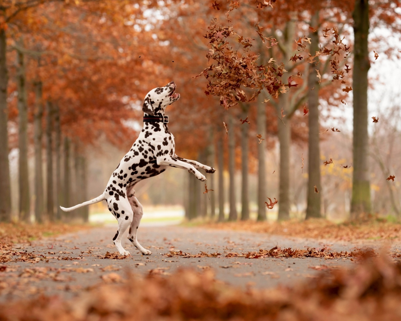 Довольный далматин играет в осеннем парке