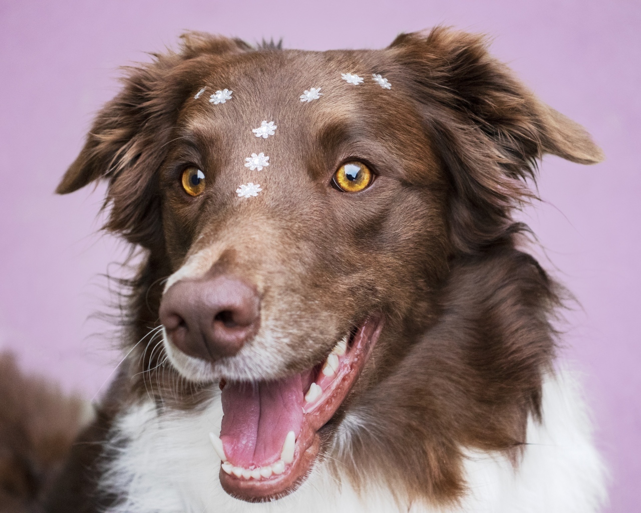 Довольный пес породы бордер колли
