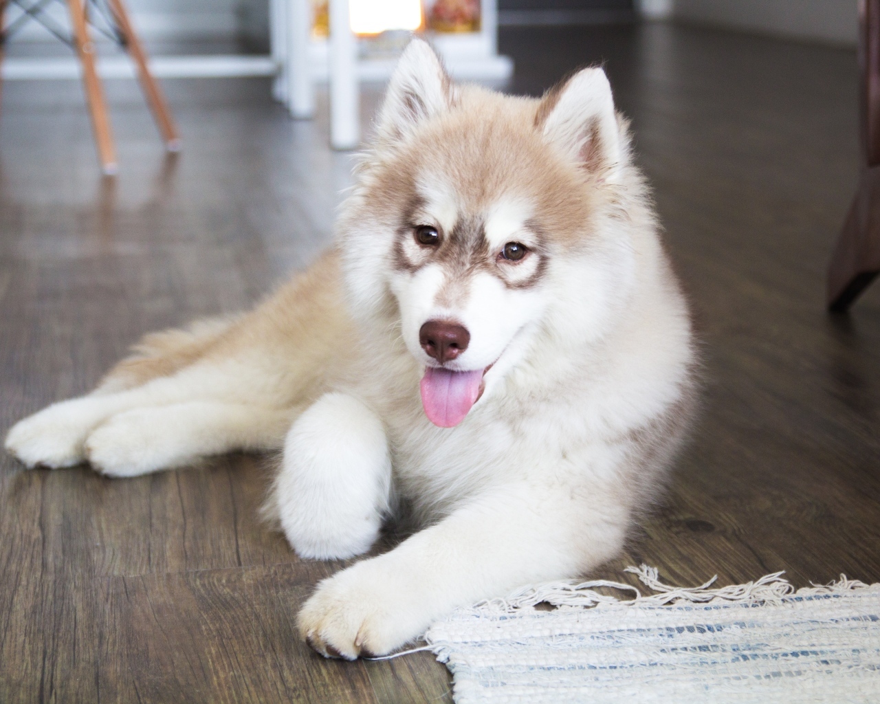 Щенок хаски с высунутым языком