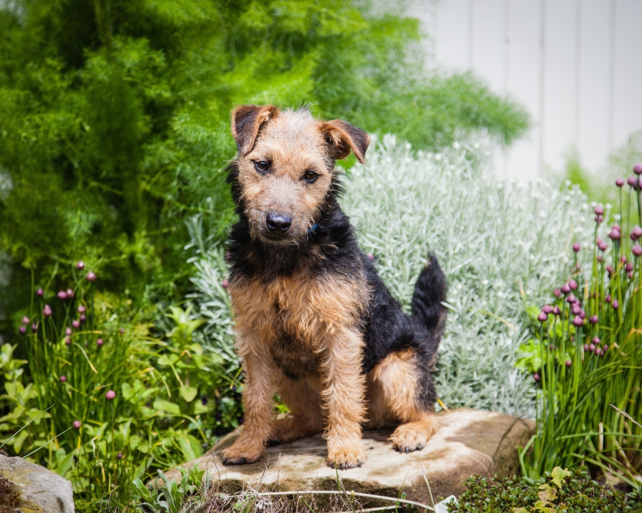 Собака породы лейкленд терьер сидит на камне
