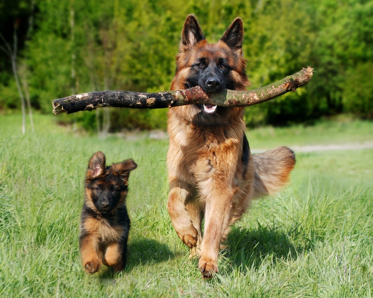 Большая немецкая овчарка со щенком на траве