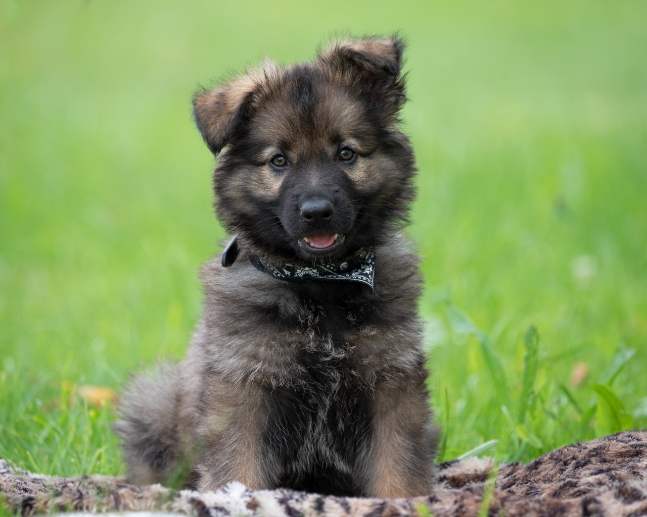 Маленький щенок немецкой овчарки сидит на траве