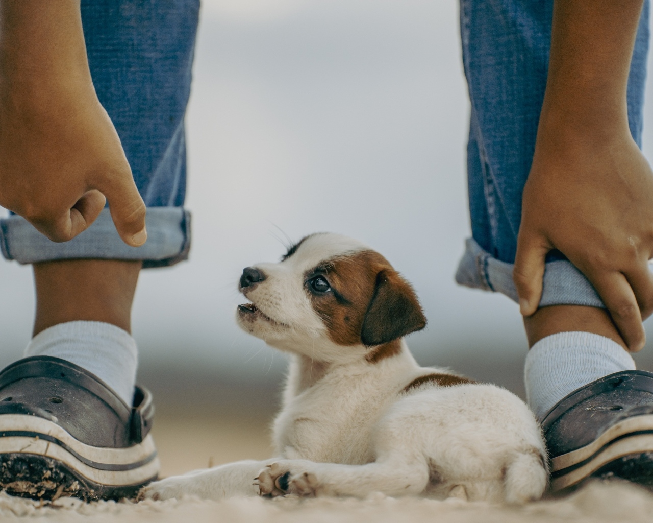 Маленький Джек Рассел терьер у ног