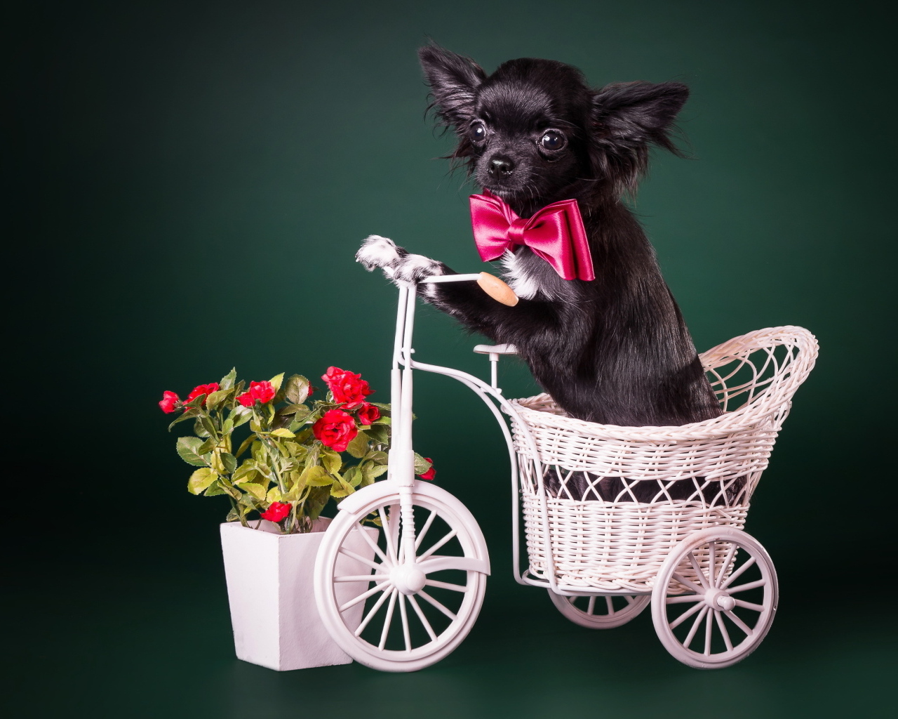 Маленький черный чихуахуа в корзинке