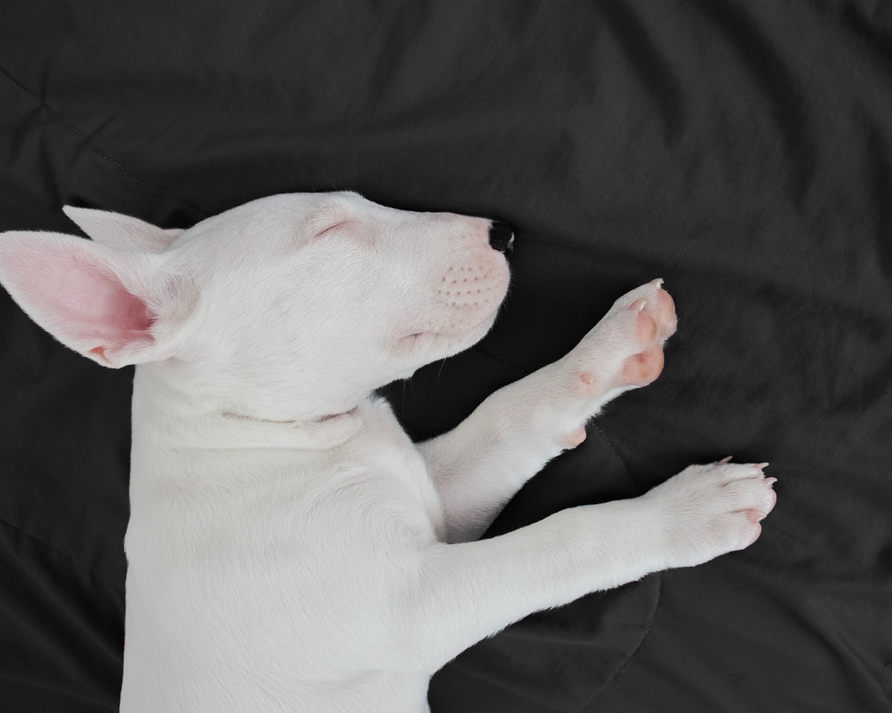 Маленький бультерьер спит на кровати